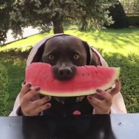 با چه اشتهایی هندونه می خوره