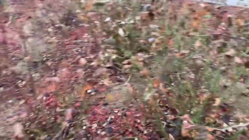 آموزش باغبانی - پرورش گل رز و محمدی