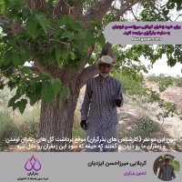 خرید زعفران میرزاحسن ایزدیان از کشاورزان بذرگران