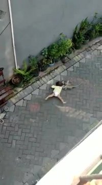 وایرال روز : تلاش میمون برای بچه دزدی