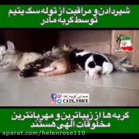 شیردادن و مراقبت از توله سگ یتیم توسط گربه مادر