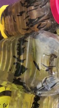 خرید زالو اینترنتی