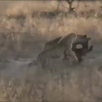 دزدیدن شکار کفتار توسط پلنگ