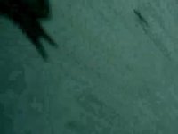 فیلم دریا و ماهی پرنده