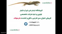 اطلاعاتی درباره مارمولک ها