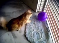 واکنش گربه ها به بادکنک