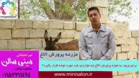 برای ورود به حوزه پرورش الاغ چه مواردی باید مورد توجه قرار گیرد