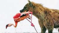 سگ های وحشی شگفت انگیز! کفتارها شغال ها و گرگ ها در لحظه حمله می کنند!
