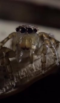 رقص عنکبوت طاووسی برای جذب جفت