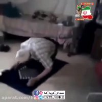 گربه بازیگوش كنار نماز گذار