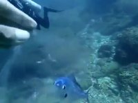 آسیب هایی که میتوان به محیط زیست زد