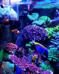 تغذیه و غذادهی به جراح ماهی پادربلو :