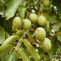 خرید نهال گردو چندلر پیوندی 09121270623