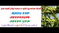 نهال گوجه سبز در همدان 09120398416  - خرید نهال - فروش نهال - قیمت نهال