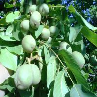 خرید نهال گردو چندلر ژنوتیپ 09121270623