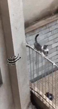 حرکت دیدنی گربه مادر