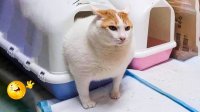 کلیپ خنده دار از گربه ها