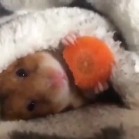 هویج خوردن همستر بامزه