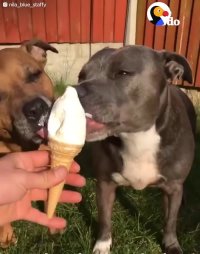 Pit Bulls Share Ice Cream Cone | The Dodo