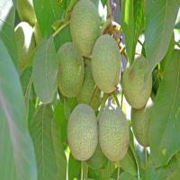 قیمت گردو چندلر پیوندی 09121270623