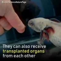 عجیب ترین جانوری که تا به حال دیدید!!