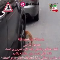 لطفا آهسته برانید، آفریده شده ام كه زندگى كنم