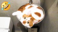 کلیپ طنز و باحال از گربه های بازیگوش