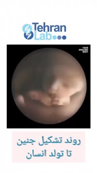 فیلم روند تشکیل جنین تا تولد انسان