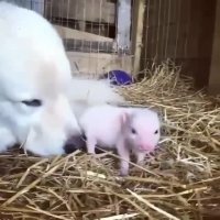 دوستی سگ و بچه خوک