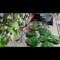 Salamura Yaprak آماده سازی سالامورا برای دلمه برگ مو