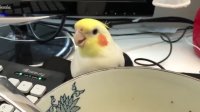 تلاش بامزه طوطی برای دزدی سوپ از صاحبش Cockatiel Attempts to Steal Soup From Owner's Bowl
