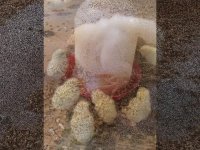 جوجه یکروزه تخم گذار مرغ مادر