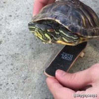 لاک پشت اسکیت سوار