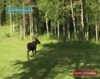 حمله گوزن به گلف باز سوئدی