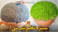 کاشت سبزه عید با تخم شربتی :: آموزش سبزه عید