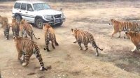 برخوردهای عجیب با حیوانات وحشی !
