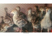 جوجه بوقلمون بیوتی 10 روزه