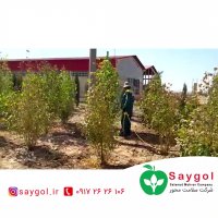 سمپاشی باغات و مرکبات