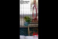 ویدئو جفت گیری مرغ عشق