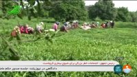 رشد 9 درصدی خرید برگ سبز چای تولید چای از 30 هزار تن فراتر می رود
