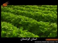 استان کردستان