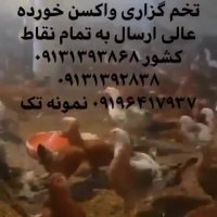 فروش ویژه مرغ تخم گذار گلپایگانی پنج ماه واکسن خورده با راندمان بالا