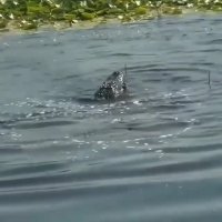 شکار ما آبی توسط تمساح