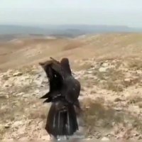 لحظه آزادی عقاب