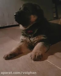 تربیت و فروش سگ گارد و سگ نگهبان - دهکده حیوانات