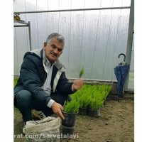 سرو طلایی و روش تکثیر و نگهداری آن