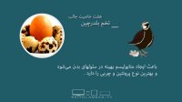 هفت خاصیت تخم بلدرچین - بسته سلامت