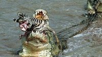 ویدیویی از حمله بی رحمانه تمساح ها