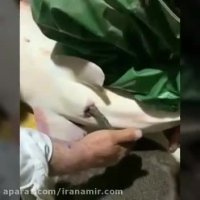 استخراج خاویار رو ببینید