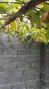 میوه دهی پشن فروت ویتنامی در زمستان 98 . گلخانه ردبازار - رشت